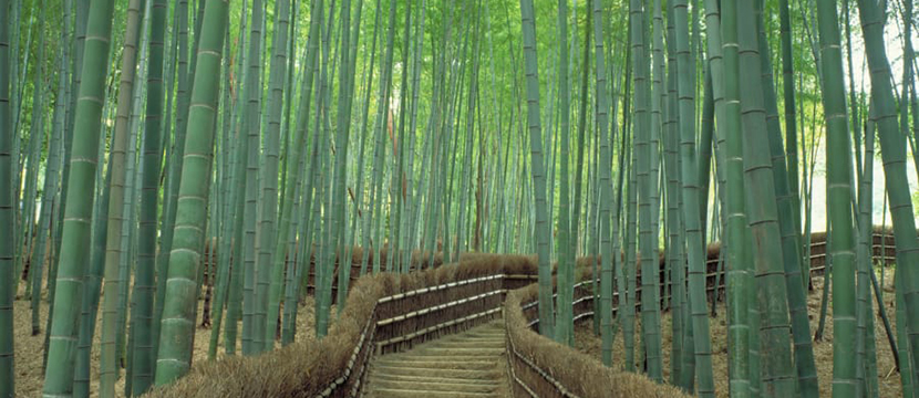 جنگل بی مانند بامبو در ساگانو، کیوتو