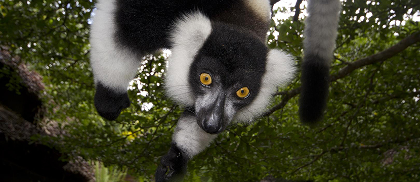 حیات وحش ماداگاسکار