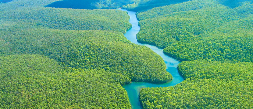 جنگلهای استوایی آمازون