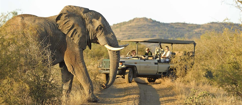 سافاری و تماشای فیل ها در موریس